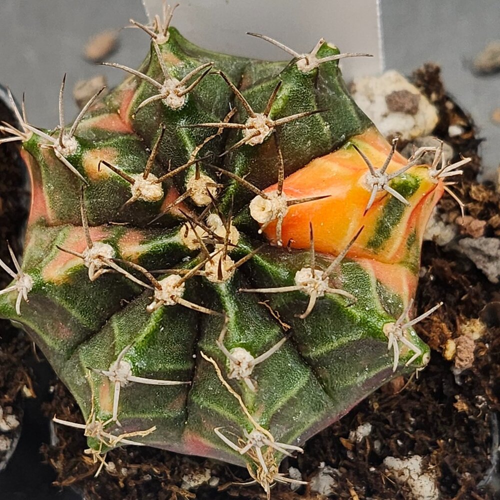 Gymnocalycium Mihanovichii Variegated Cactus Cacti Plant Orange and Green #7729